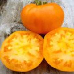 Tomato, Amana Orange