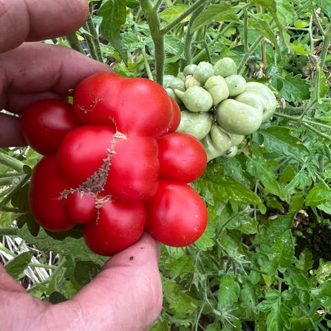 Tomato, Chesnovy