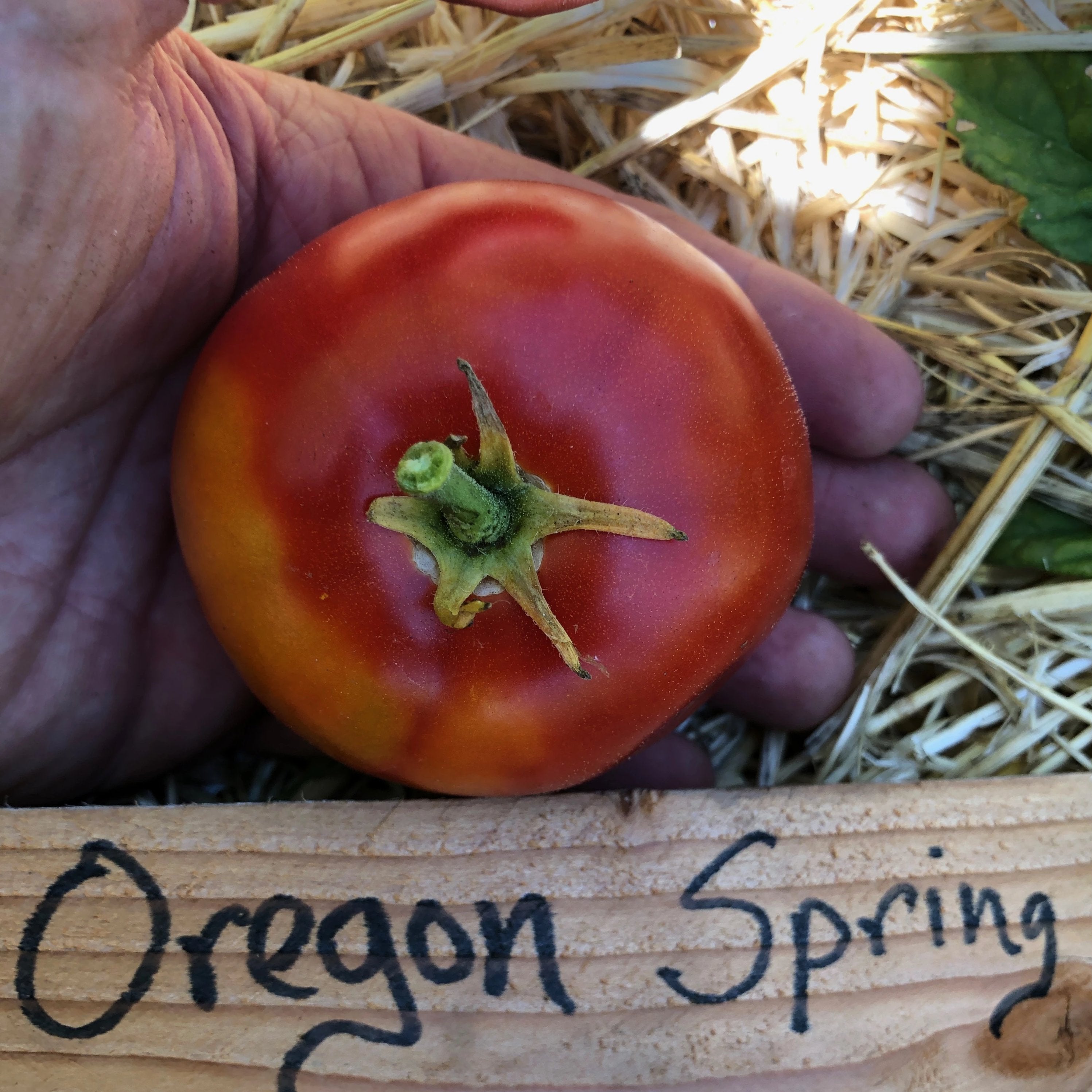 Tomato, Oregon Spring