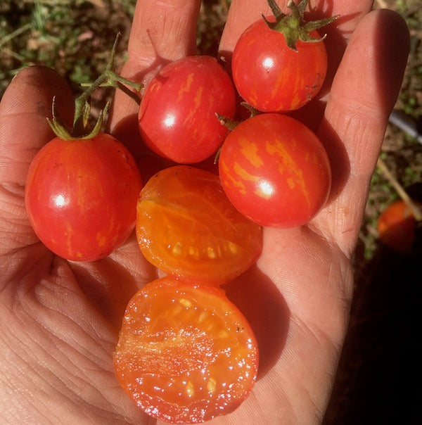 Tomato, Sunrise Bumblebee, organic, open pollinated