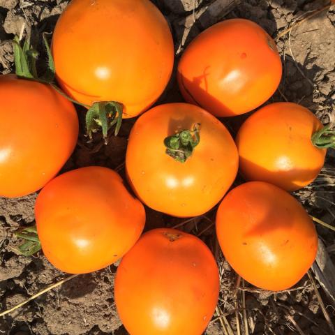 Tomato, Valencia