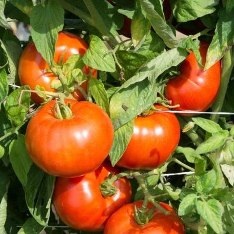 Tomato, Rutgers