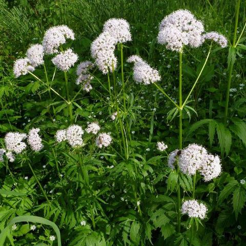 Valerian