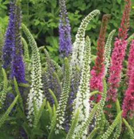 Veronica, Sight Seeing Mix