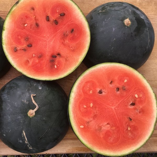 Watermelon, Blacktail Mountain