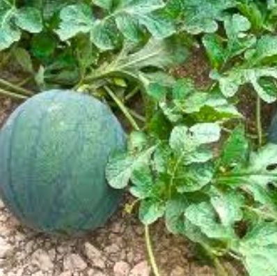 Watermelon, Blacktail Mountain