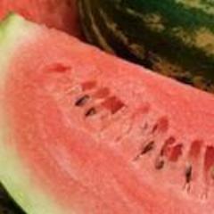 Watermelon, Sweet Dakota Rose