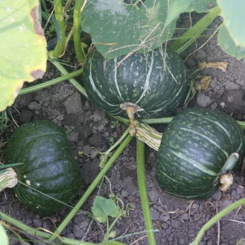 Winter Squash, Uncle David's Dakota Dessert