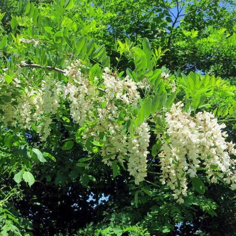 Black Locust