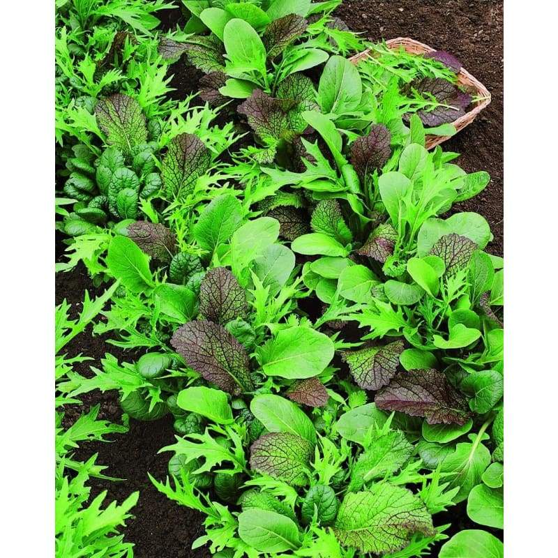 Mustard, Braising Mix