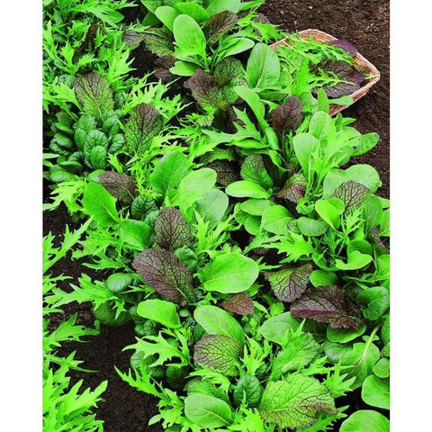 Mustard, Braising Mix