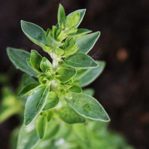 Oregano, Greek