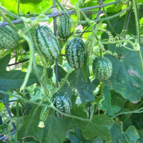 Gerkin, Mexican Sour