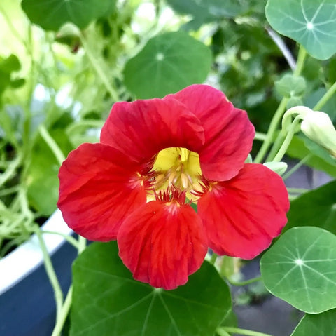 Nasturtium, Cherry Rose