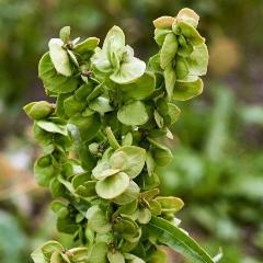 Orach, Lime Green, organic, open pollinated, cut flower