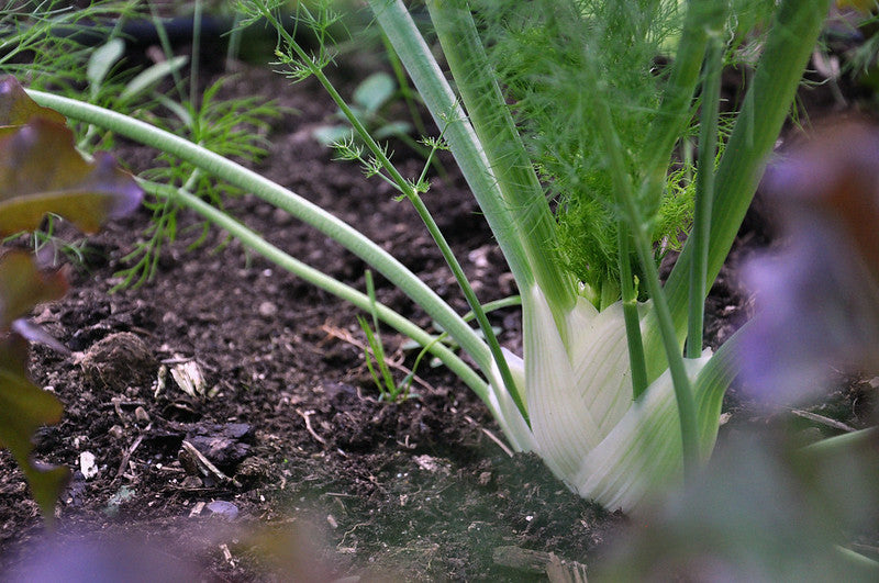 How to Grow Fennel and Its Medicinal Benefits