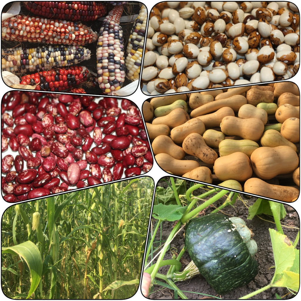 Breeding the Heirlooms of Tomorrow  Cultivating Resilience to Climate Change