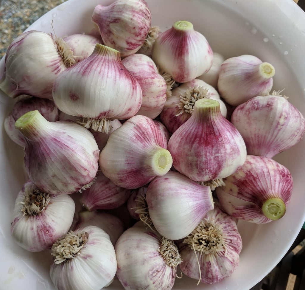 Garlic Harvesting Tips