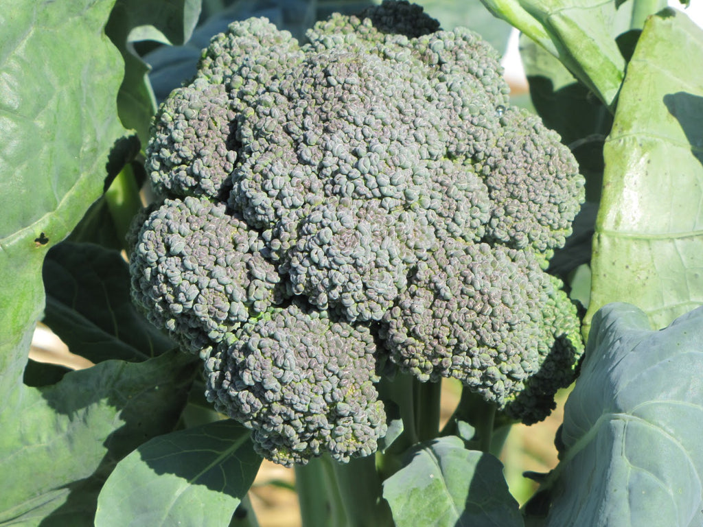 Brassica Growing Tips