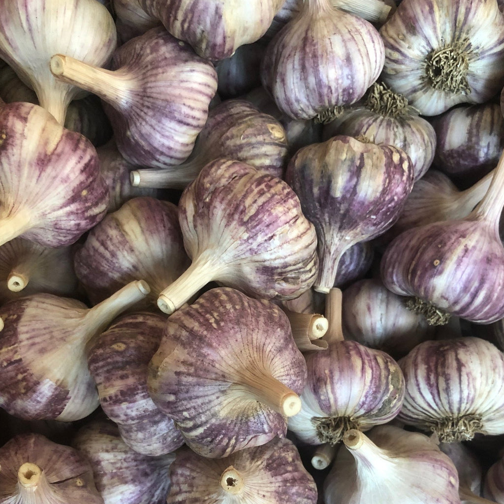 Garlic: The 9 Types and Growing Tips!