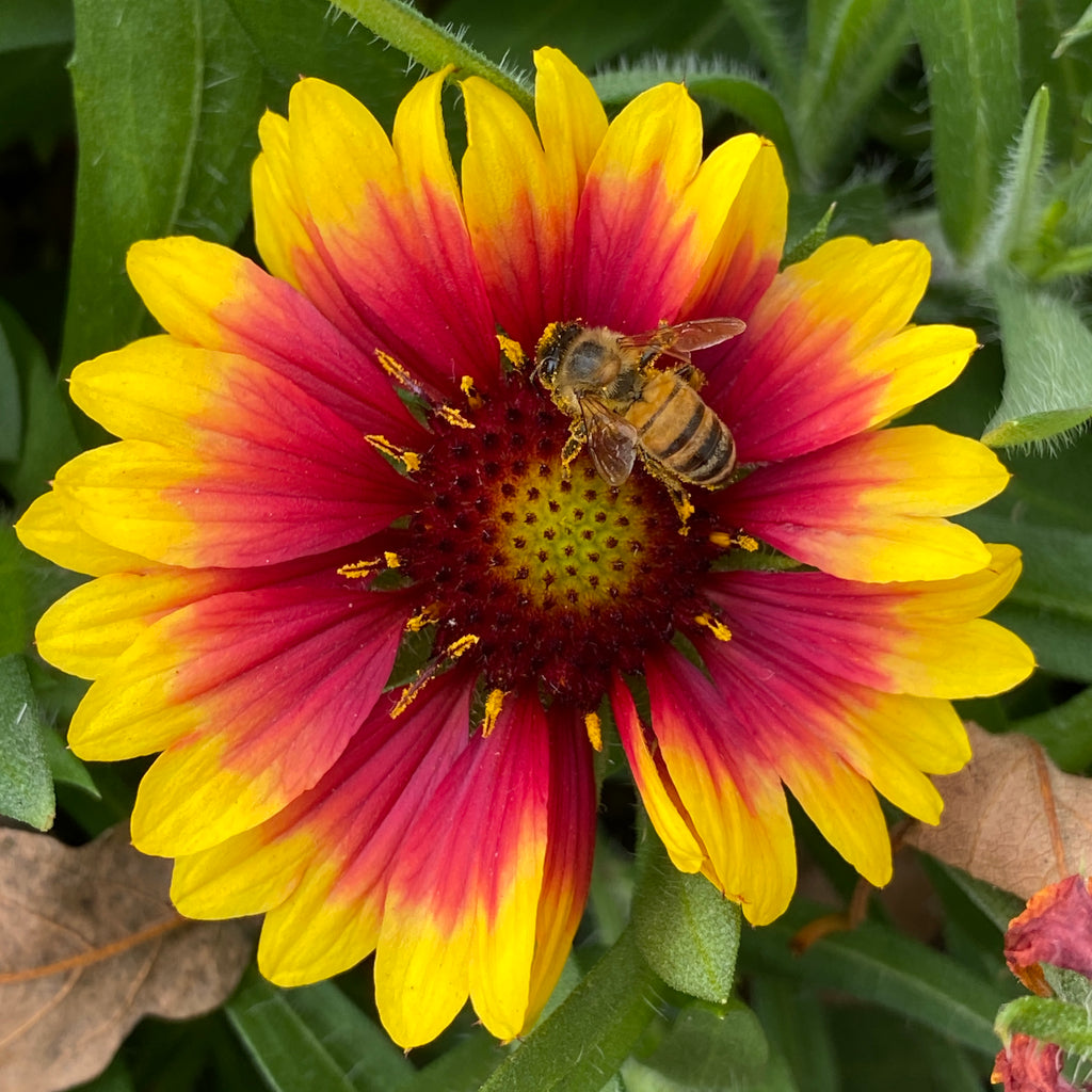 Planting for Pollinators