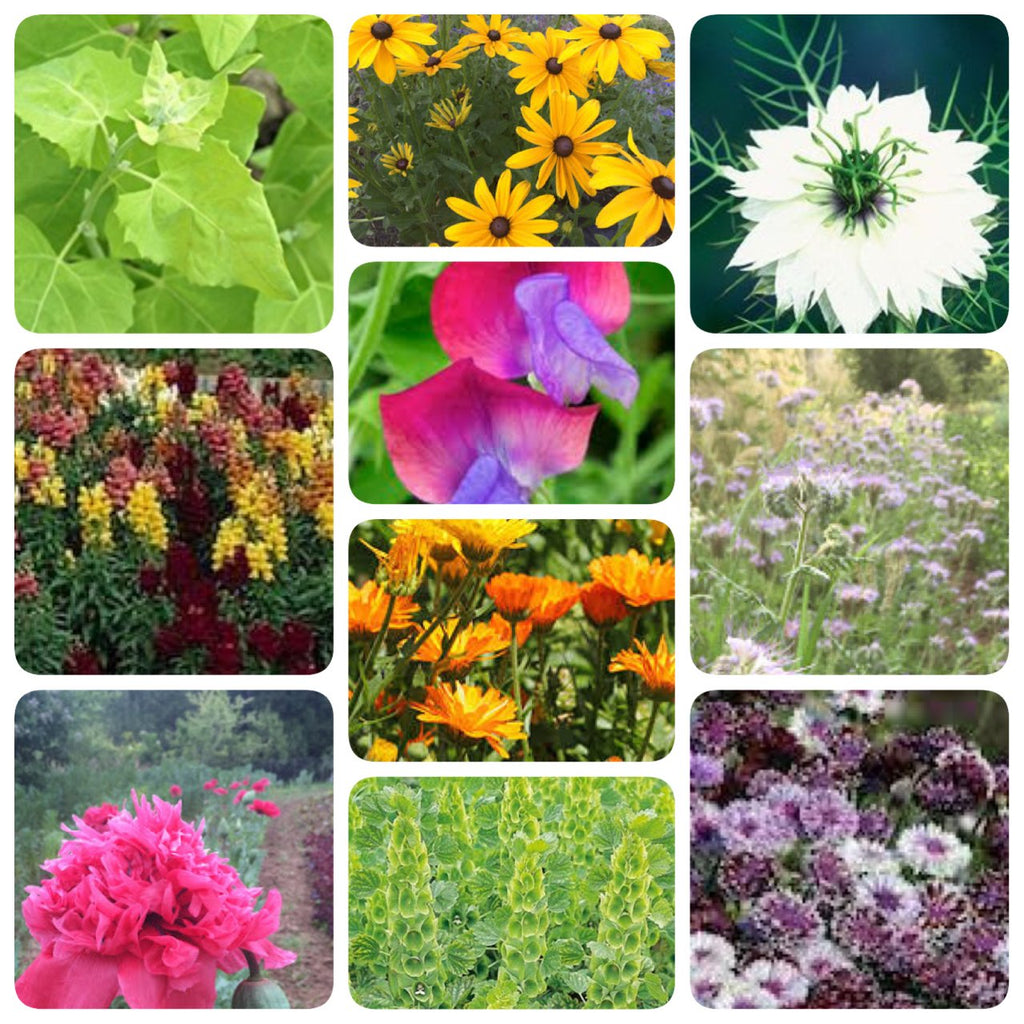 Planting Flower Seeds For Spring Blooms