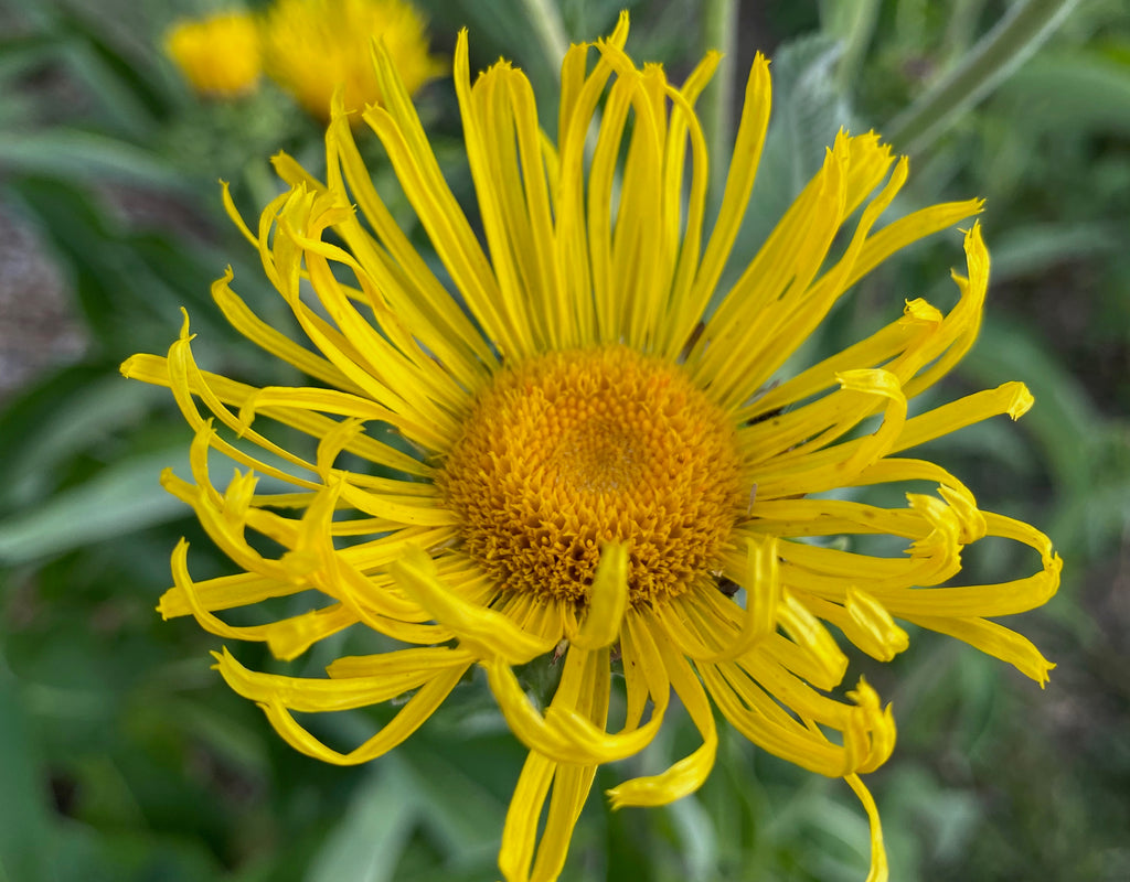 Elecampane: A Cold Season Ally