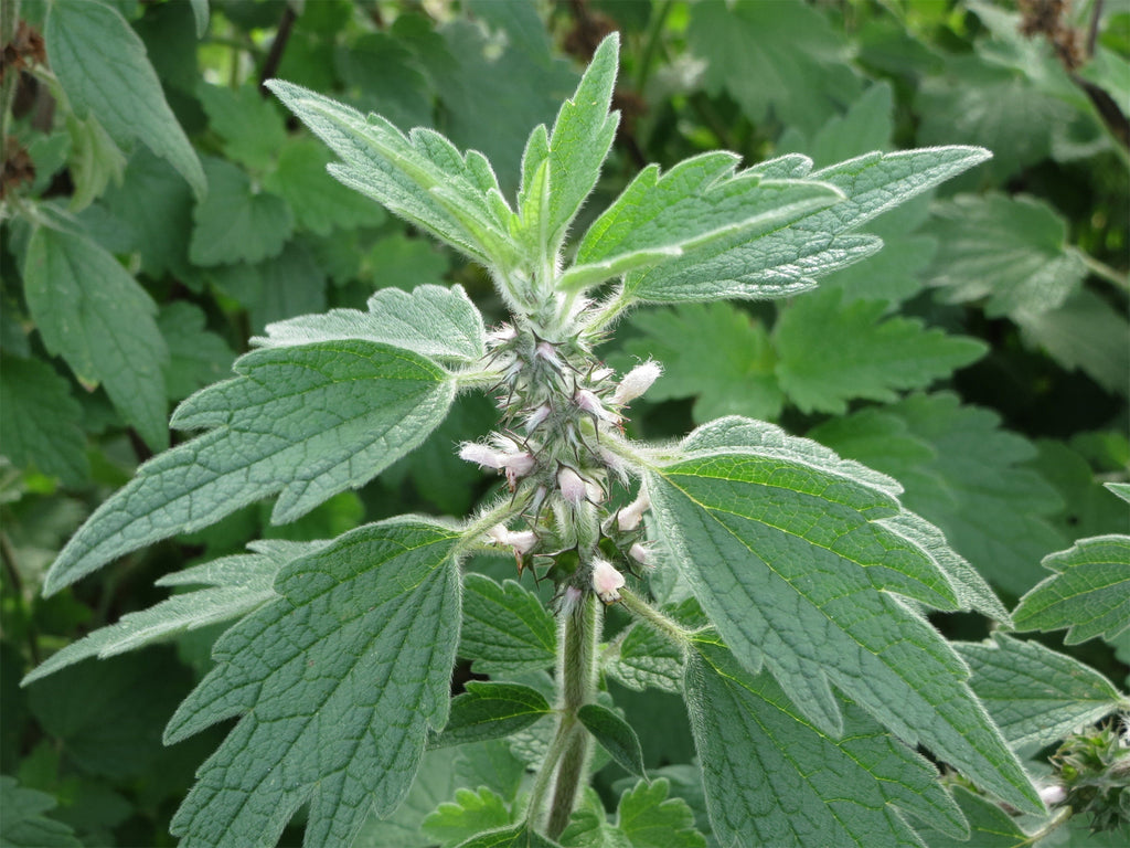 Motherwort Herbal Profile