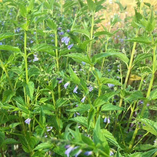 Growing Skullcap for Troubled Times