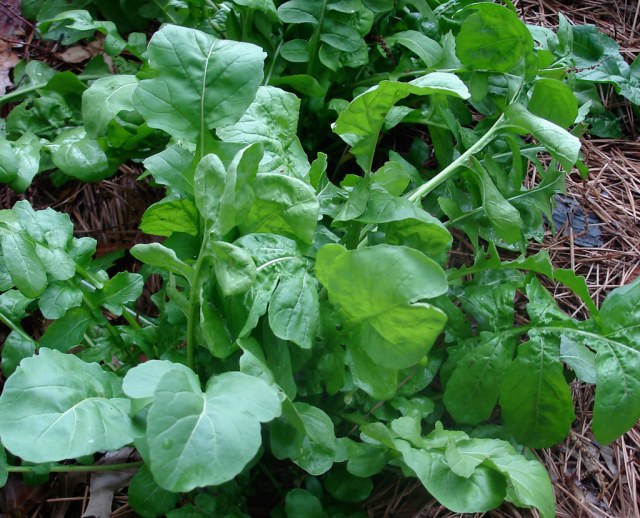 Spring Successional Planting
