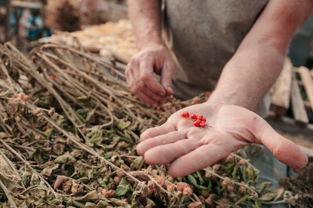 Growing Ashwagandha: Herb Profile