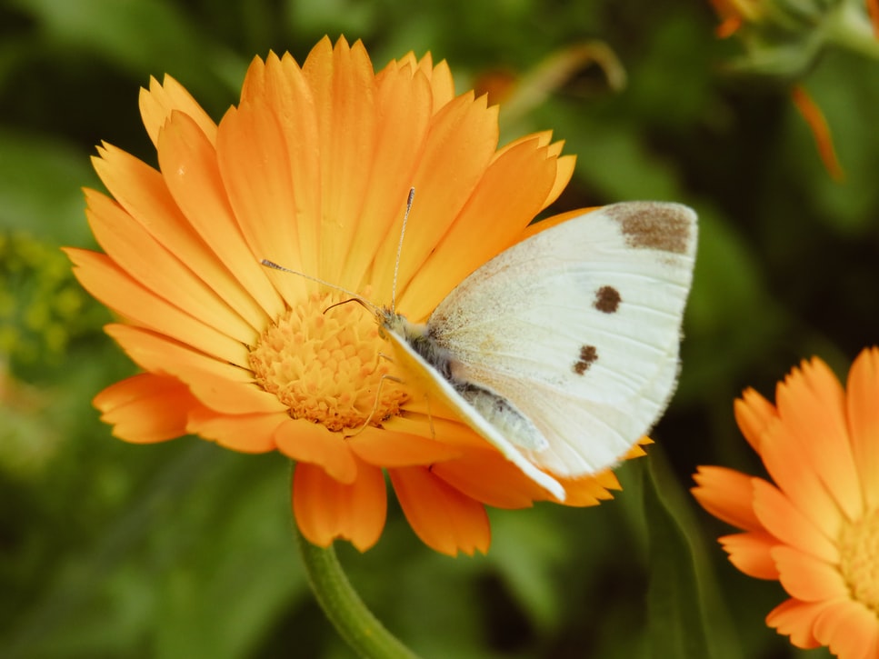 How to Harvest and Use Calendula, Tulsi, and Spilanthes