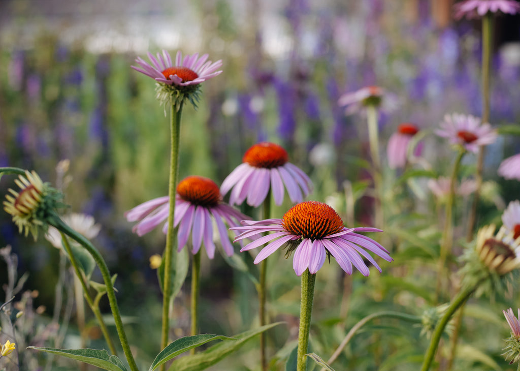 How to Grow Echinacea