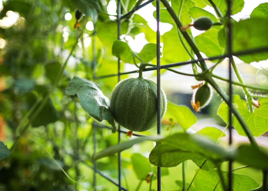 Marvelous Melons and How to Grow Them