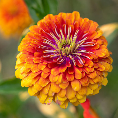 5 Blushing Flowers for Spring!
