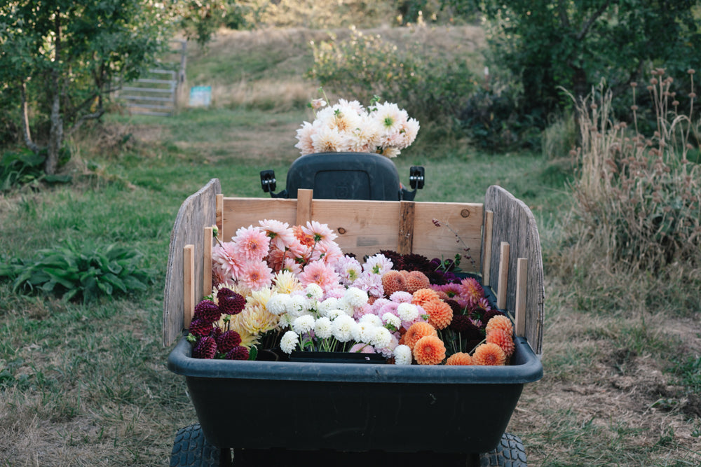 Dahlia Tuber Planting Tips