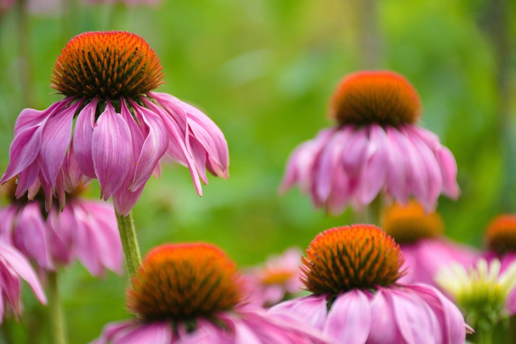 Medicinal Herbs to Plant in Fall