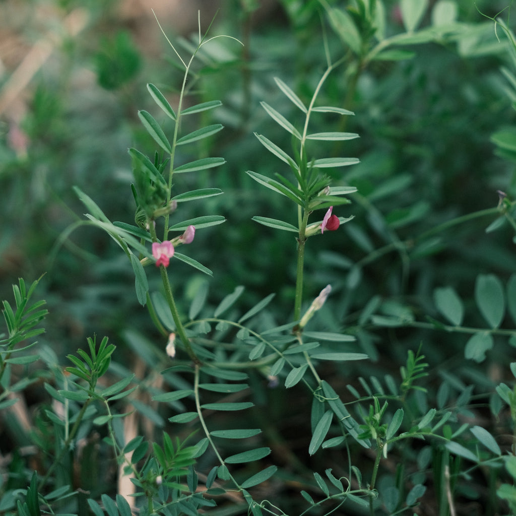 Cover Crops Function And Purpose Siskiyou Seeds cover-crops-function-and-purpose-siskiyou-seeds