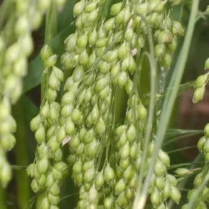 white proso millet seed for planting Millet, Juosves Proso
