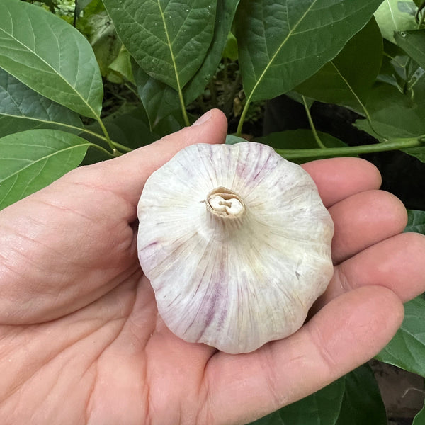 Garlic, Donostia Creole Red - Certified Organic