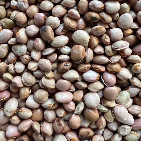 Beans, Santa Maria Pinquito