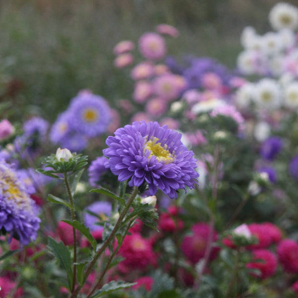 Colorful flower garden with purple, pink, and white asters.