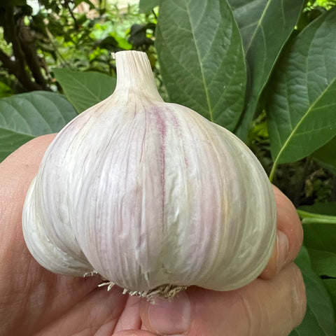 Garlic, Donostia Creole Red - Certified Organic