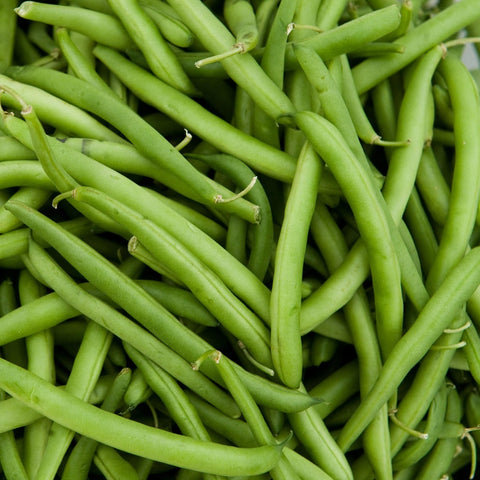 Beans, Tendergreen