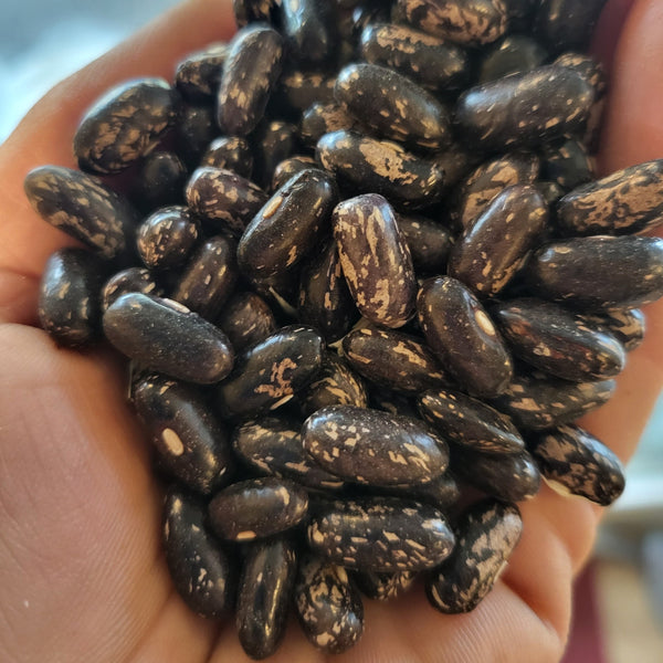 Beans, Tendergreen