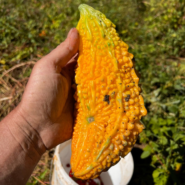 Hand holding a large yellow fruit against a natural background
