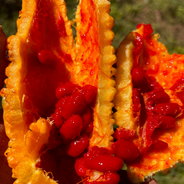 Close-up of a opened orange fruit with red seeds inside, blurred green background