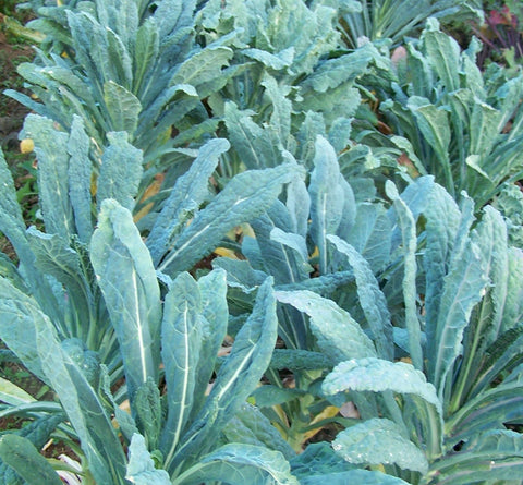 Kale, Black Tuscan