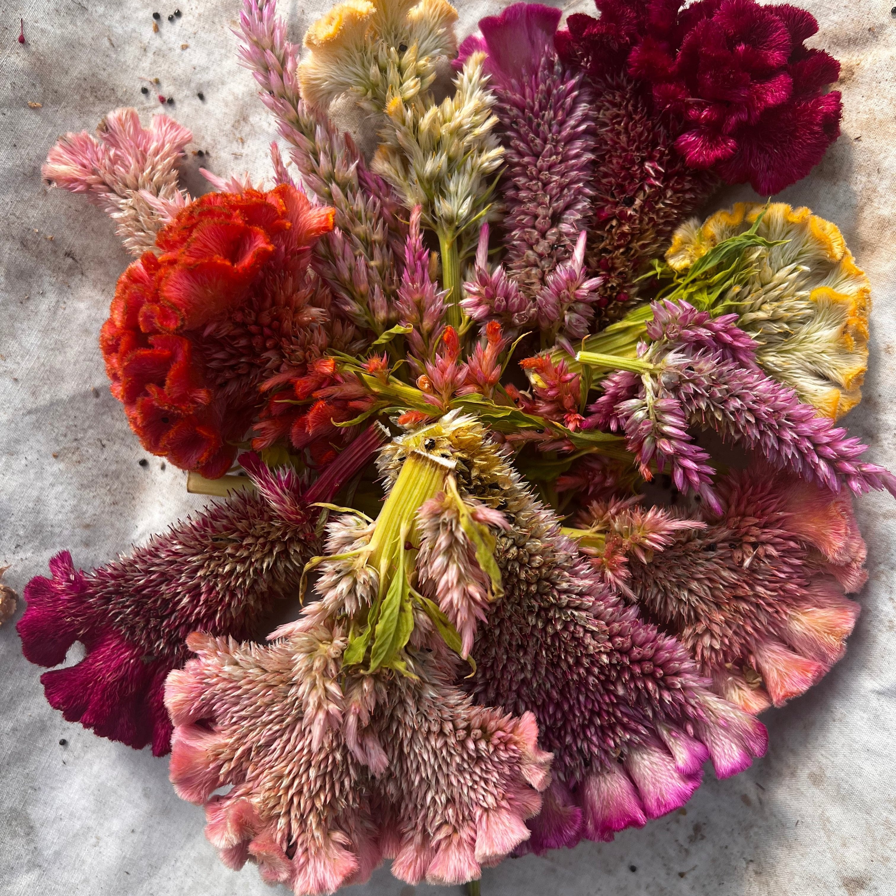 cockscomb flower seeds Celosia, Mindmeld Mix Coral Cockscomb