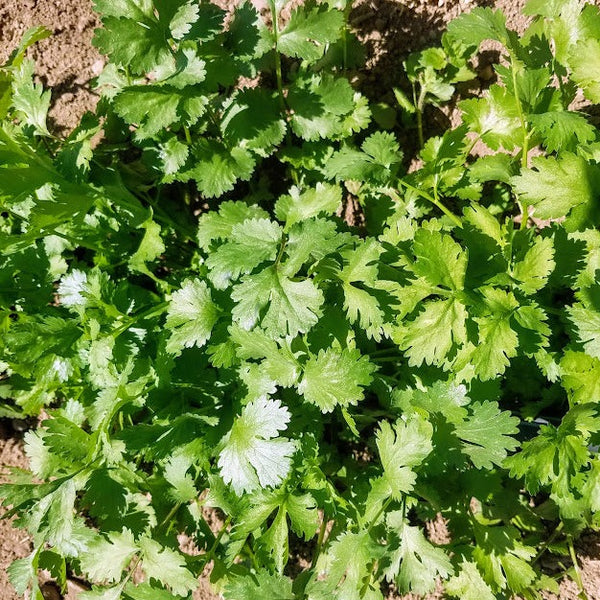 Cilantro, Caribe